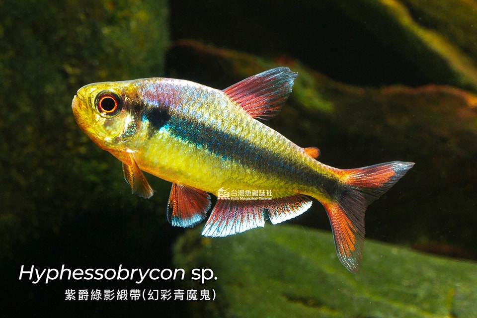 紫爵綠影緞帶燈