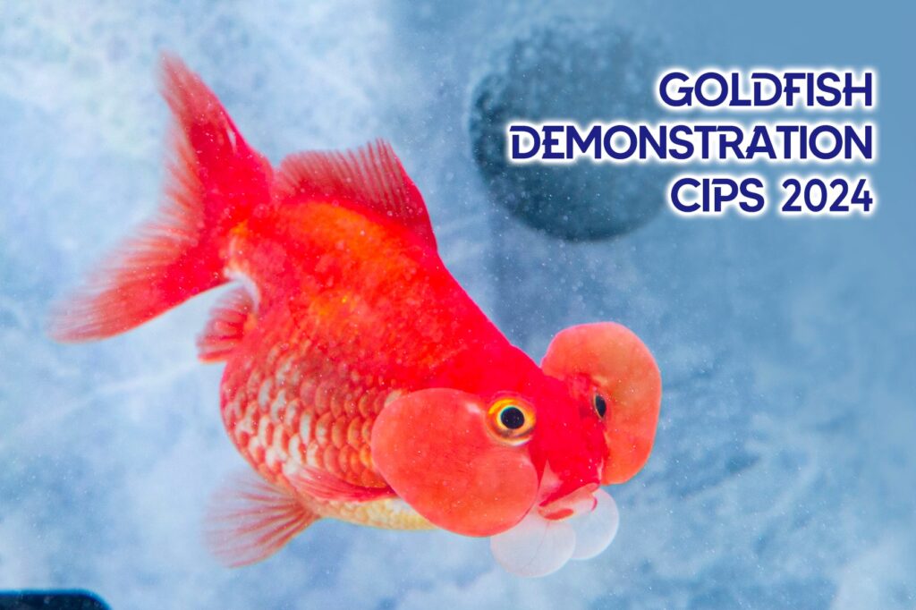 金魚完結篇