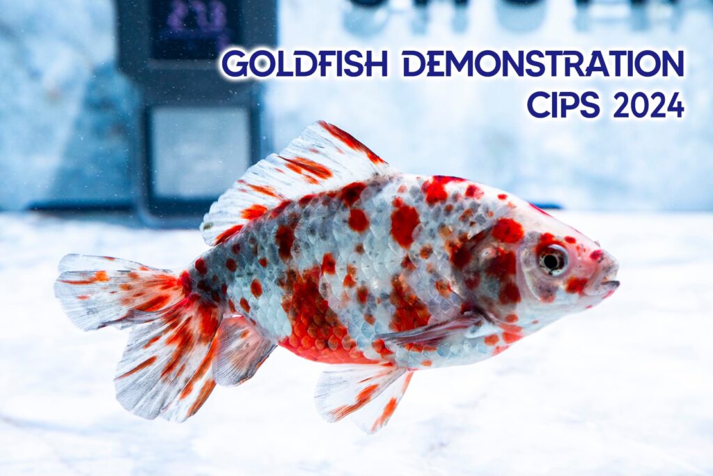 金魚完結篇
