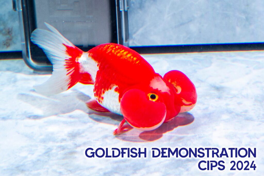 金魚完結篇
