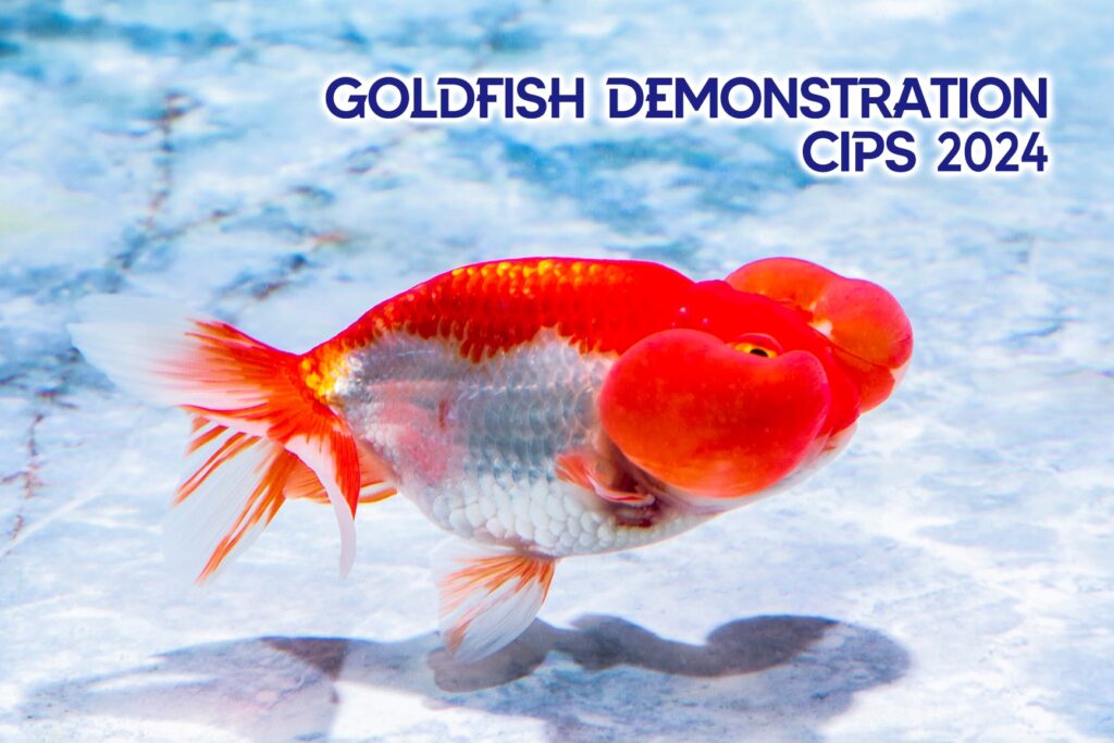金魚完結篇