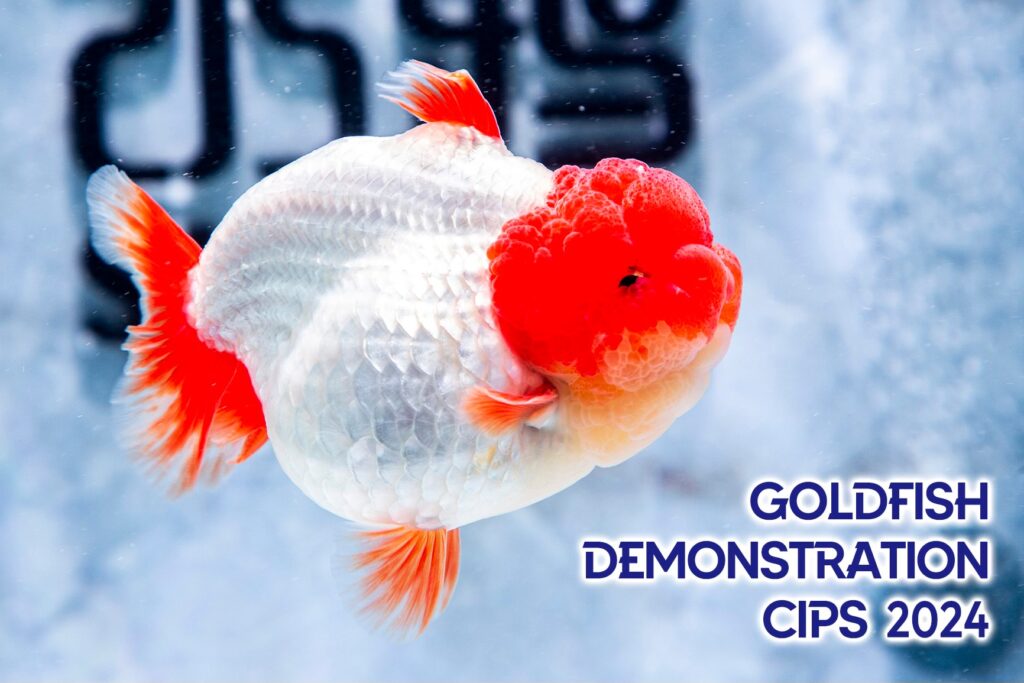 金魚完結篇