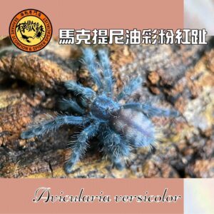 馬克提尼油彩粉紅趾-寵物蜘蛛