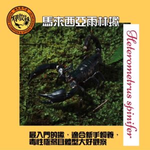 馬來西亞雨林蠍