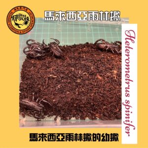馬來西亞雨林蠍