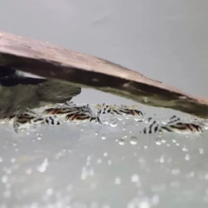 魚色水族FISHCOLOR 台北 天然頁岩板 水族 裝飾 異形魚 遮蔽板（公斤計價）