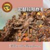 ❤️有蠍特蛛❤️ 宏都拉斯卷毛蜘蛛 毛蜘蛛 大蘭多 毛蛛 蜘蛛