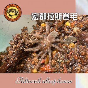 ❤️有蠍特蛛❤️ 宏都拉斯卷毛蜘蛛 毛蜘蛛 大蘭多 毛蛛 蜘蛛