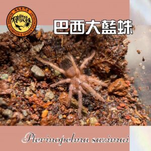 ❤️有蠍特蛛❤️ 巴西大藍蛛蜘蛛 毛蜘蛛 大蘭多 毛蛛 蜘蛛