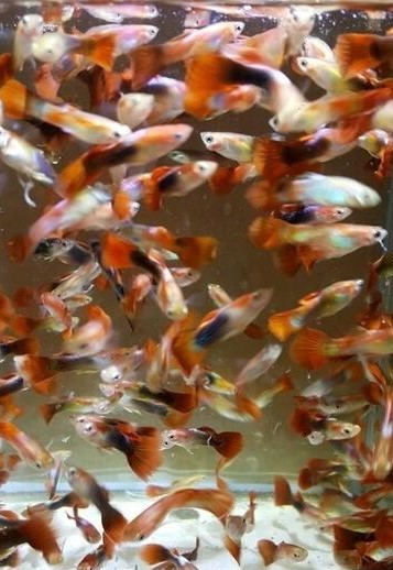 22330315810794_640 綜合孔雀魚
