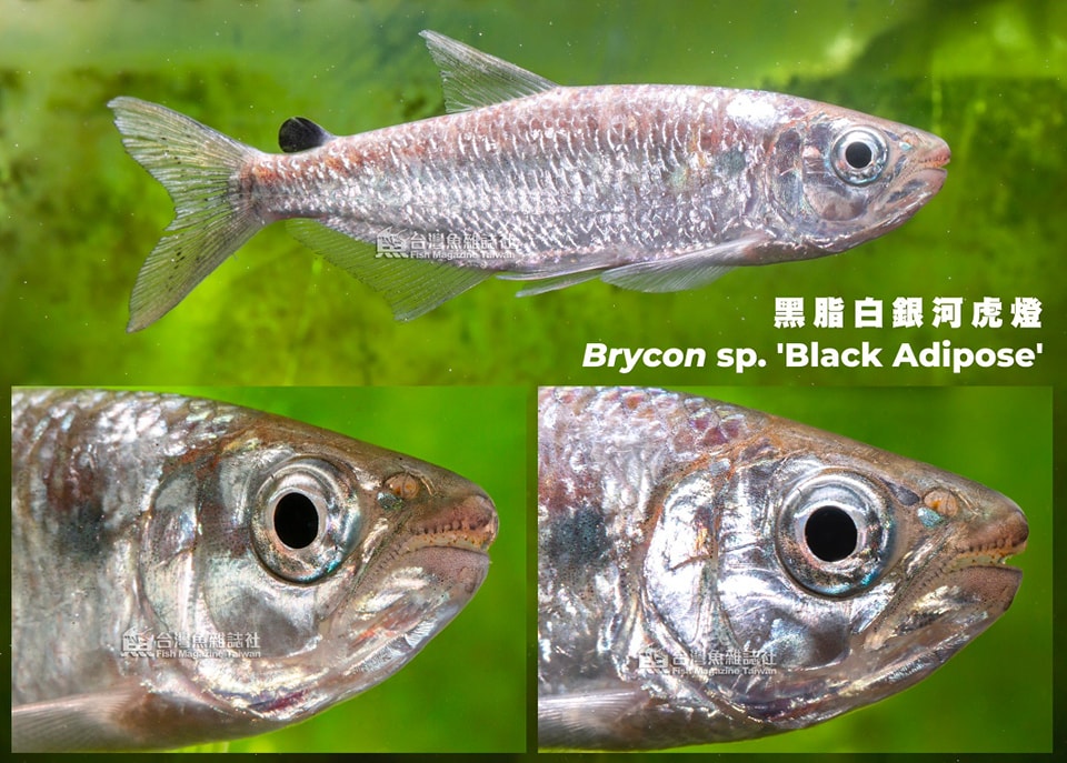 黑脂鰭白銀河虎燈