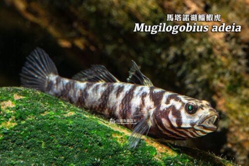 馬塔諾湖鯔鰕虎