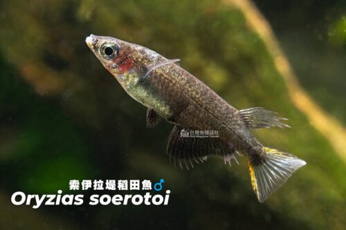 黑索伊拉堤稻田魚