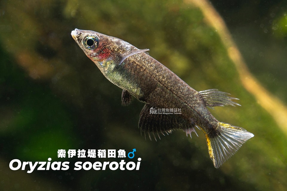 黑索伊拉堤稻田魚