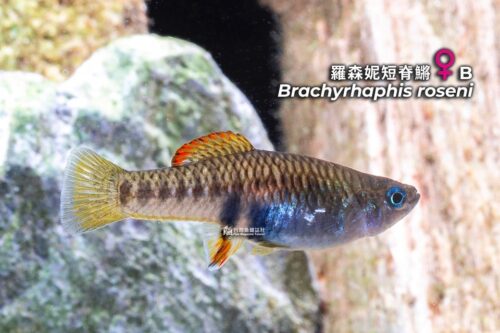 羅森妮短脊鱂