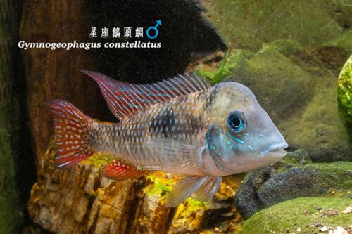 星座鵝頭鯛