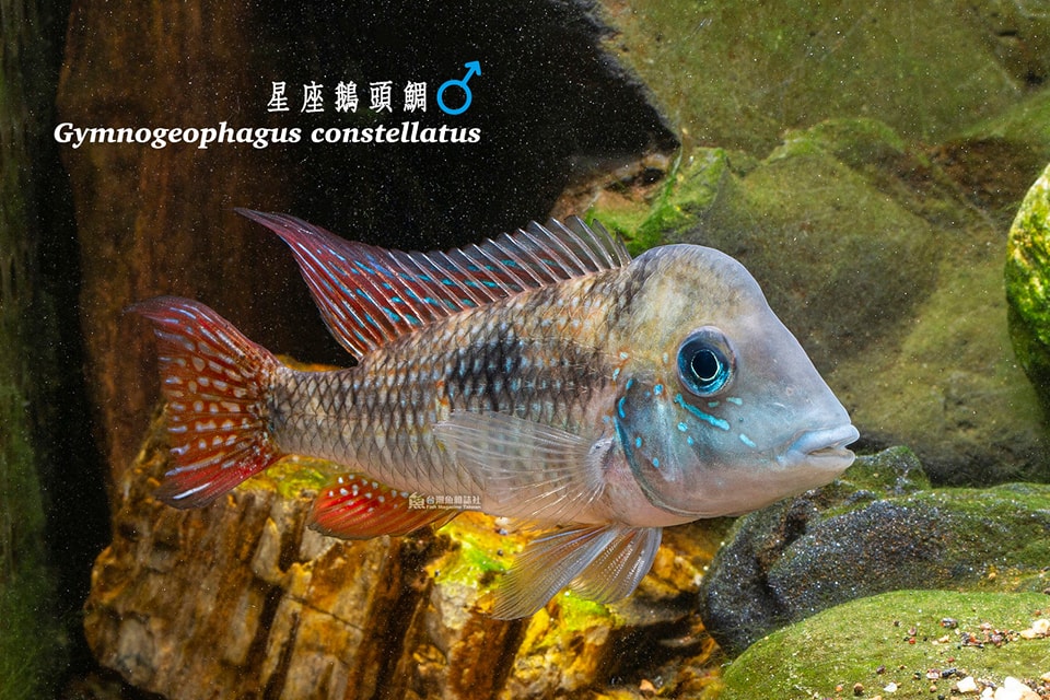 星座鵝頭鯛