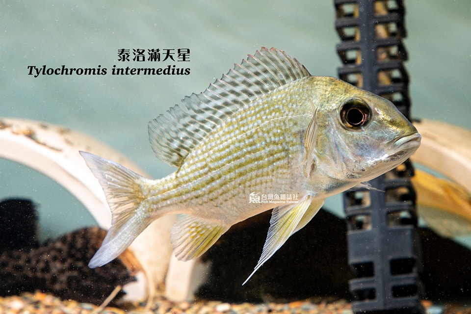 泰洛滿天星