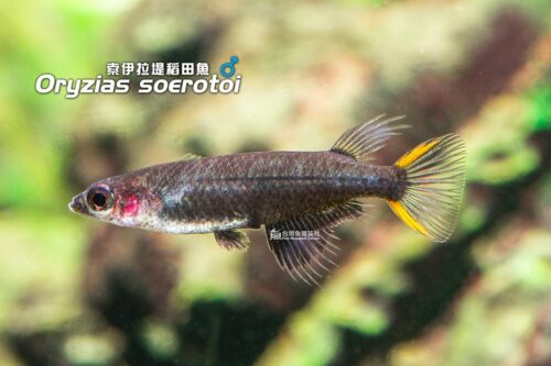 黑索伊拉堤稻田魚