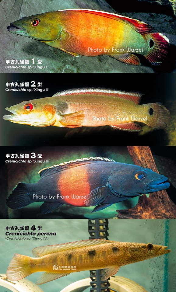 申古4型孔雀龍