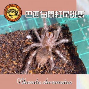 ❤️有蠍特蛛❤️ 巴西白間紅尾 蜘蛛 毛蜘蛛 大蘭多 毛蛛 蜘蛛