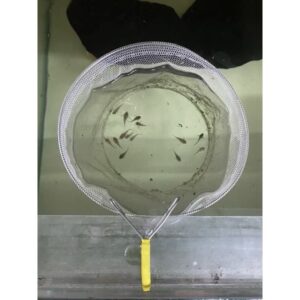 仔魚育成網、魚兒隔離網