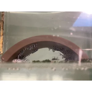 魚色水族FISHCOLOR 台北 迷你瓦片 蘇蝦 水晶蝦 觀賞蝦 觀賞魚 異型仔魚 躲避專用 水族造景