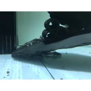 魚色水族FISHCOLOR 台北 天然頁岩板 水族 裝飾 異形魚 遮蔽板（公斤計價）