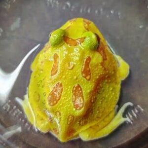 各式角蛙