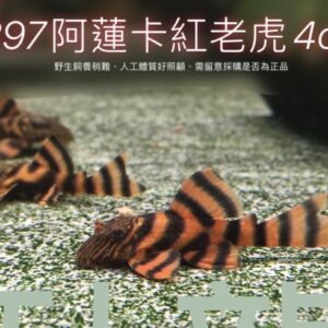 L397阿蓮卡紅老虎