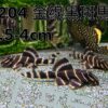L204金線黑斑馬