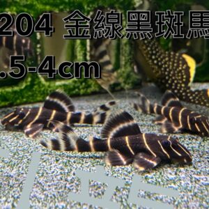 L204金線黑斑馬