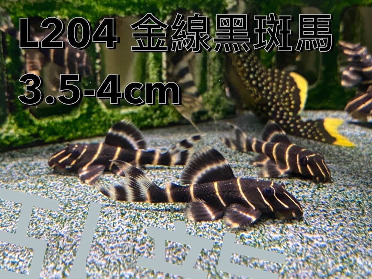 line_oa_chat_241015_113635 L204金線黑斑馬