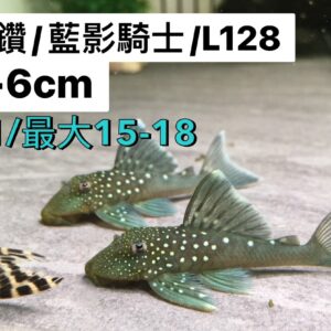 L128紫鑽/藍影騎士