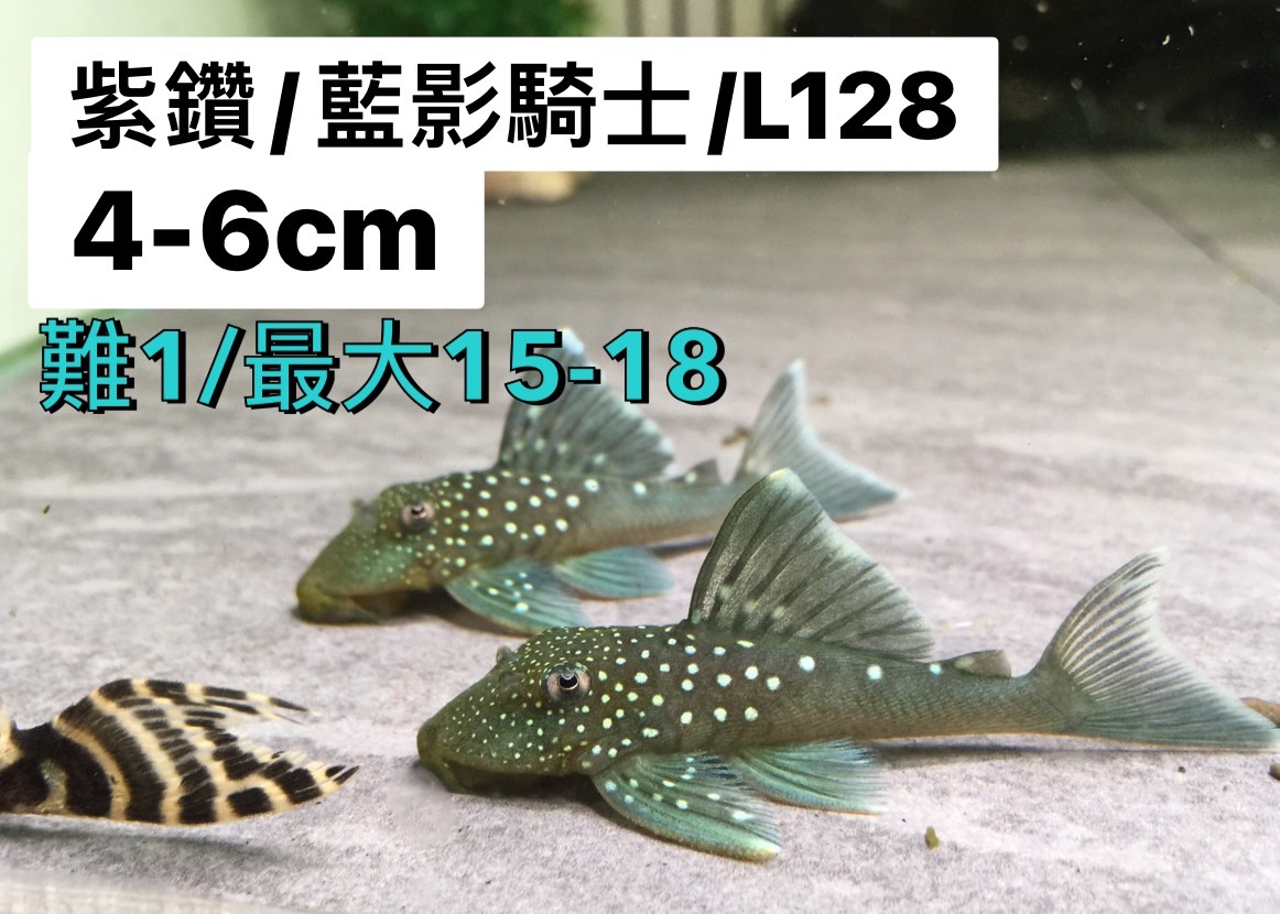 line_oa_chat_241015_113640 L128紫鑽/藍影騎士