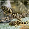 L288庫洛洛老虎