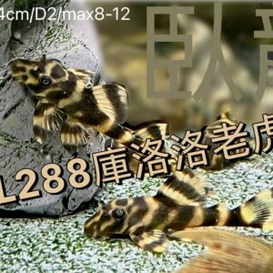 L288庫洛洛老虎