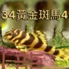 L134黃金斑馬