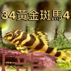 L134黃金斑馬