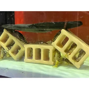 魚色水族FISHCOLOR 台北 三孔磚 躲避磚 淨水磚 異型魚 觀賞魚 孔雀魚 觀賞蝦 魚缸裝飾 水族裝飾 魚缸造景
