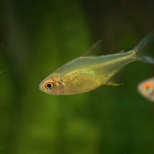 超級檸檬燈