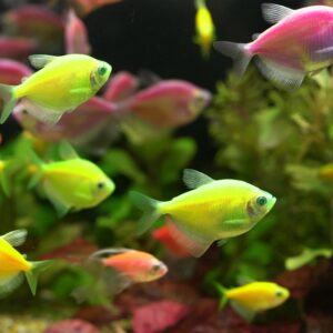 金磚魚