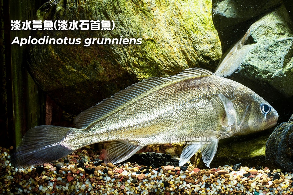 淡水黃魚(淡水石首魚)