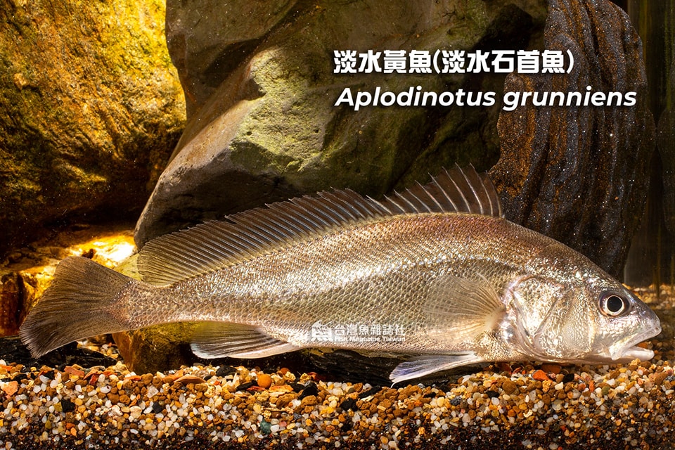 淡水黃魚(淡水石首魚)