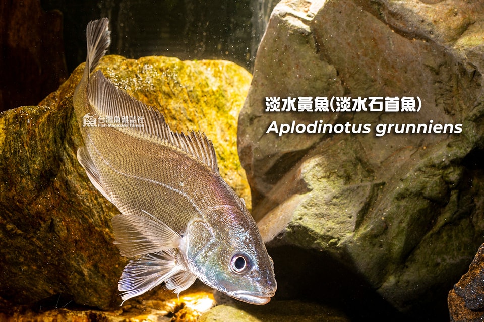淡水黃魚(淡水石首魚)