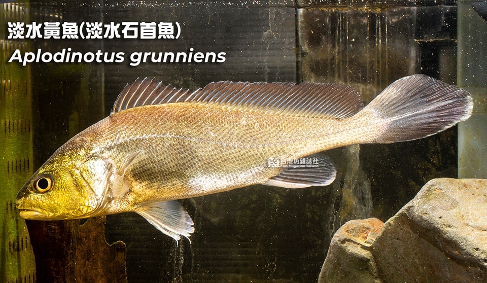 淡水黃魚(淡水石首魚)