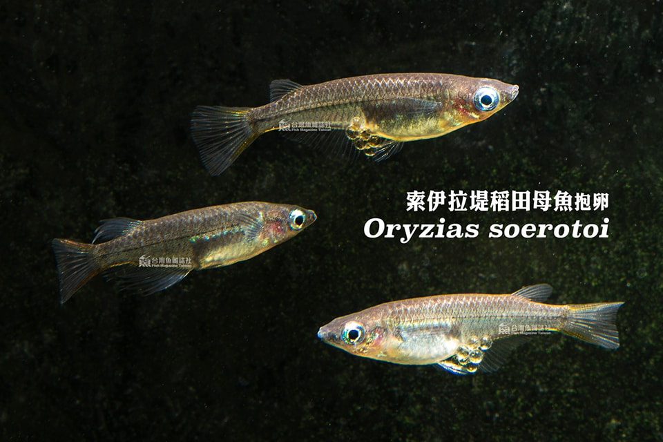 黑索伊拉堤稻田魚