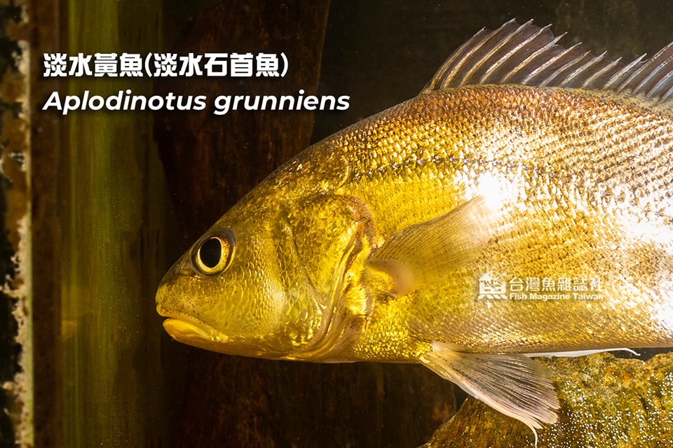 淡水黃魚(淡水石首魚)