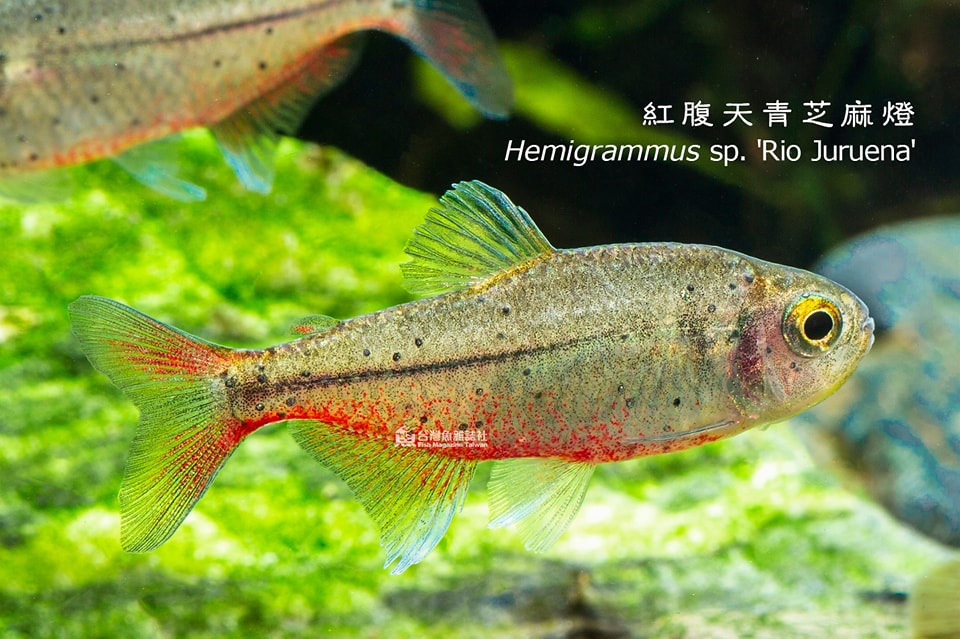 紅腹天青芝麻燈