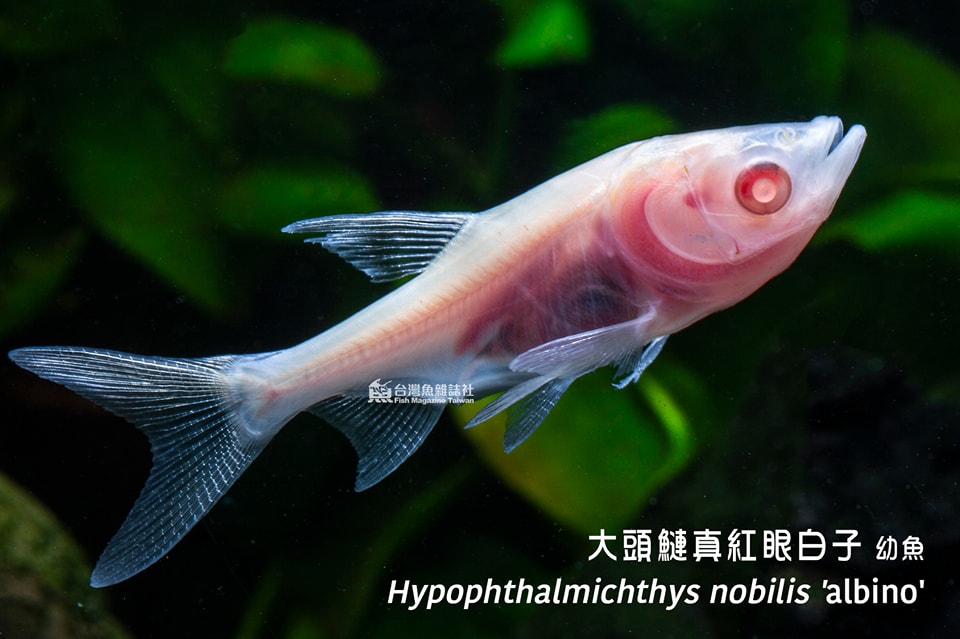 大頭鰱真紅眼白子幼魚